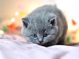Kara Kuzum Gri British Shorthair