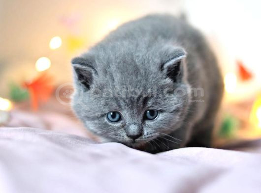 Kara Kuzum Gri British Shorthair görsel