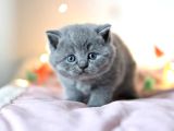 Kara Kuzum Gri British Shorthair