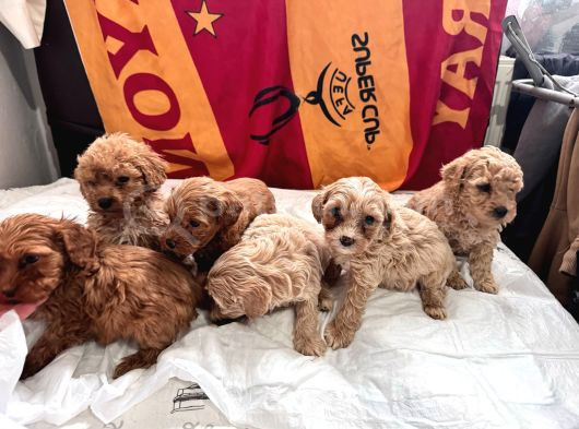 Teacup Kore Malti̇poo Yavrulari