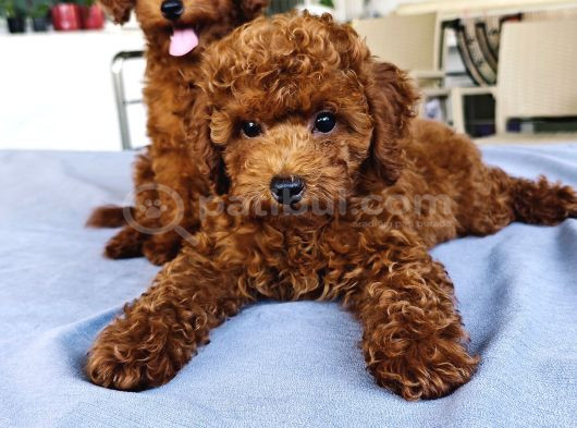 Kore Kan Poodle görsel