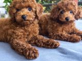 Kore Kan Poodle