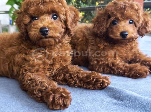 Kore Kan Poodle görsel