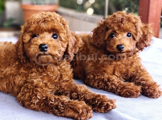 Kore Kan Poodle