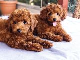 Kore Kan Poodle