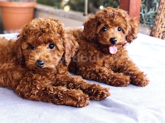 Kore Kan Poodle görsel
