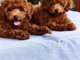 Kore Kan Poodle