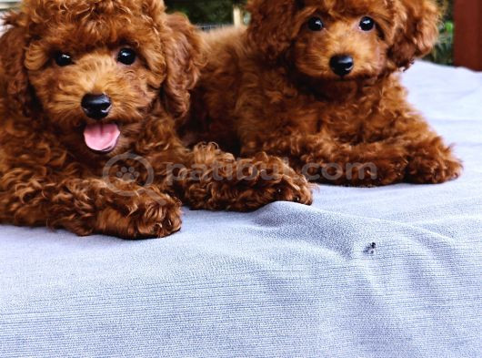 Kore Kan Poodle görsel