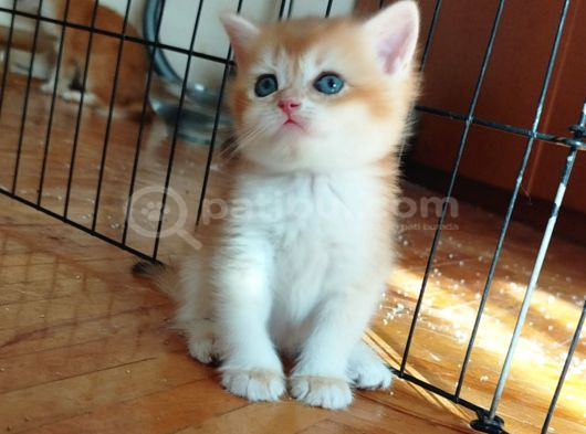 Anne Baba Scr Li̇  Golden Bri̇ti̇sh Ler