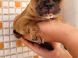 Merle Dişi Erkek Mevcut French Buldog Yavruları