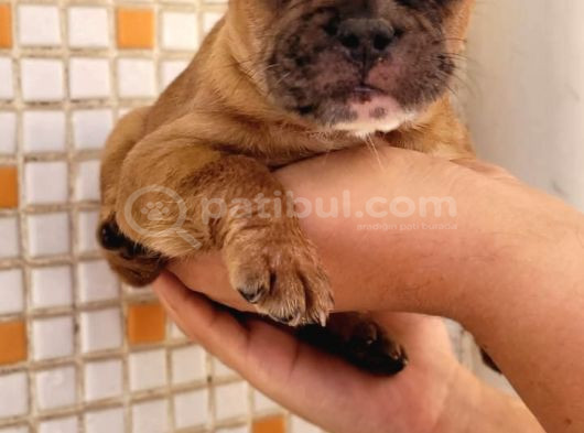 Merle Dişi Erkek Mevcut French Buldog Yavruları görsel