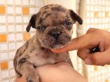 Merle Dişi Erkek Mevcut French Buldog Yavruları