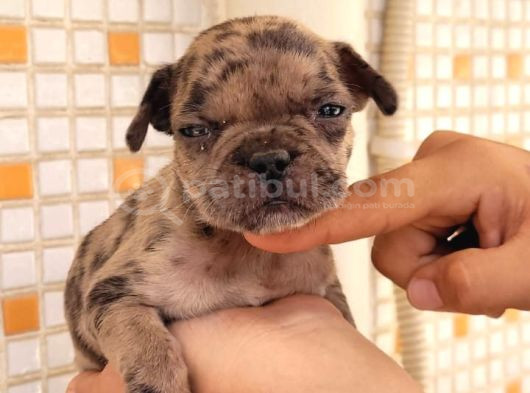 Merle Dişi Erkek Mevcut French Buldog Yavruları görsel