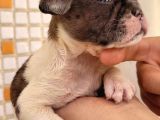 Merle Dişi Erkek Mevcut French Buldog Yavruları