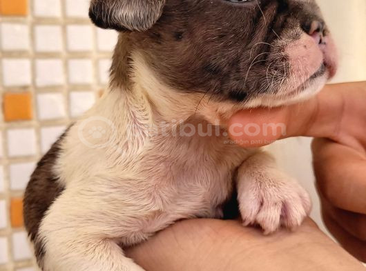 Merle Dişi Erkek Mevcut French Buldog Yavruları görsel