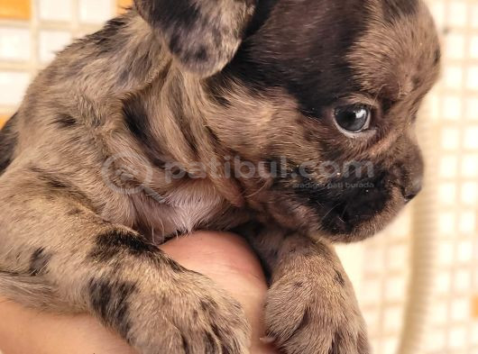 Merle Dişi Erkek Mevcut French Buldog Yavruları