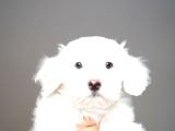 Safkan Kar Beyazı Maltese Terrier