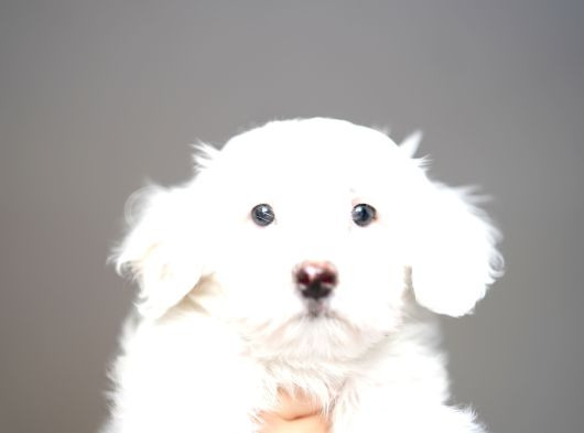 Safkan Kar Beyazı Maltese Terrier görsel