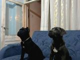 CANE CORSO ESTETİKLİ SAFKAN YAVRUMUZ
