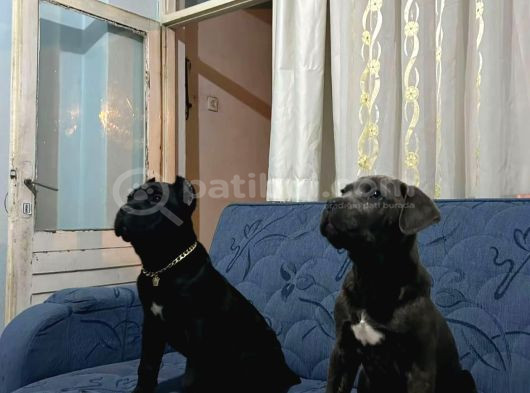 Cane Corso Esteti̇kli̇ Safkan Yavrumuz