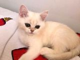 3 Aylık British Short Hair
