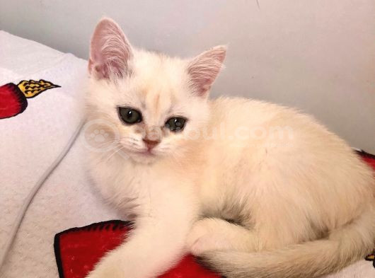 3 Aylık British Short Hair görsel