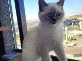 British shorthair 4 buçuk aylık erkek