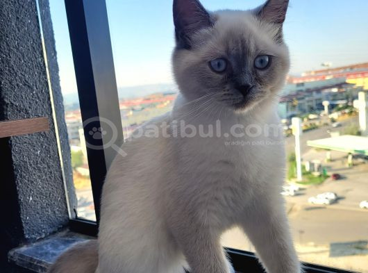 British Shorthair 4 Buçuk Aylık Erkek