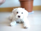 safkan Kar beyazı Maltese Terrier