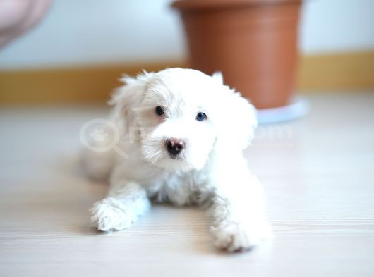 Safkan Kar Beyazı Maltese Terrier