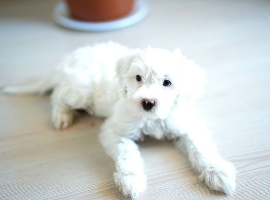 Safkan Kar Beyazı Maltese Terrier görsel