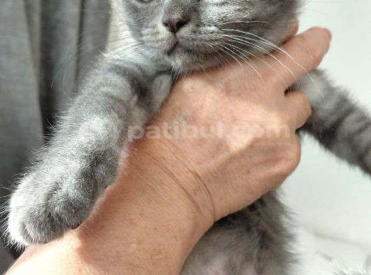 1 Tane Scottish Fold Kedimiz 1 Tane British Shorthair Kedimi