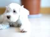 Safkan Kar Beyazı Maltese Terrier