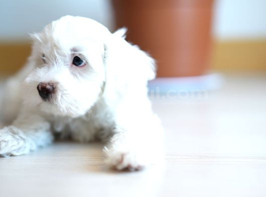 Safkan Kar Beyazı Maltese Terrier görsel
