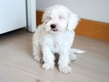 Safkan Kar Beyazı Maltese Terrier