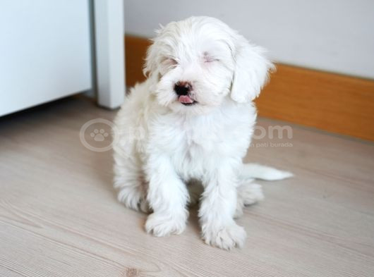 Safkan Kar Beyazı Maltese Terrier görsel