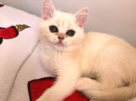 3 Aylık British Short Hair görsel