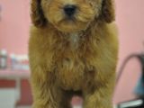 Malti̇poo Bebekler