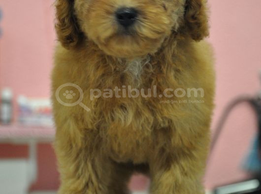 Malti̇poo Bebekler görsel