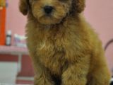 Malti̇poo Bebekler