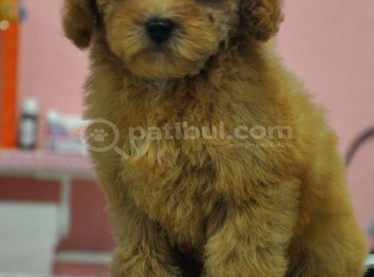Malti̇poo Bebekler görsel