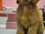 Malti̇poo Bebekler
