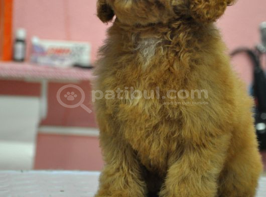 Malti̇poo Bebekler görsel