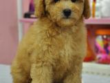 Malti̇poo Bebekler