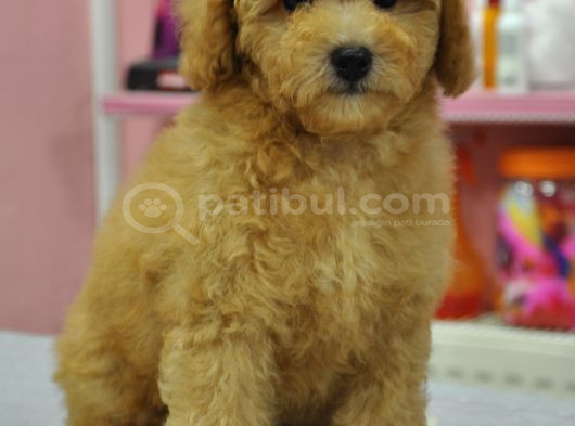 Malti̇poo Bebekler görsel
