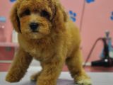 MALTİPOO BEBEKLER
