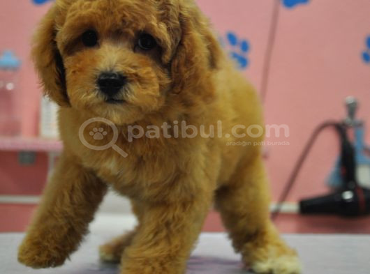 Malti̇poo Bebekler