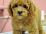 Malti̇poo Bebekler