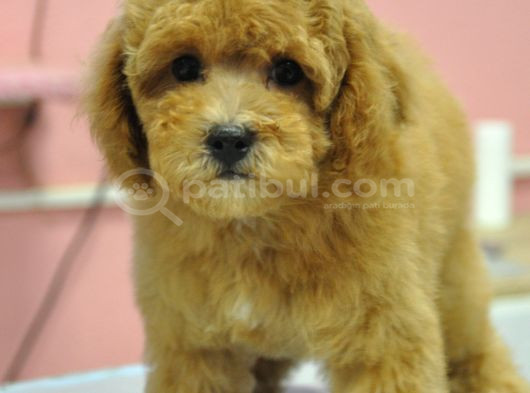Malti̇poo Bebekler görsel