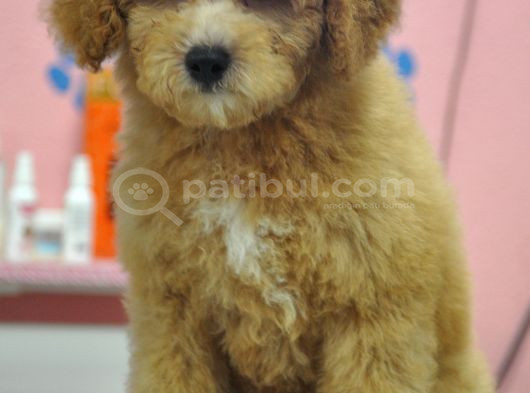 Malti̇poo Bebekler görsel